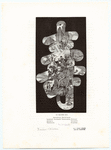 Image ID 818931