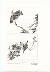 Image ID 818932