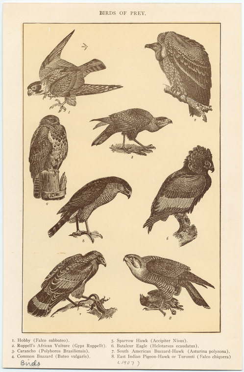 Image ID 820023

