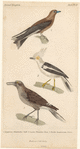 Image ID 820025