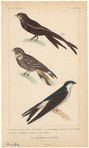 Image ID 820030