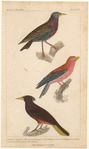 Image ID 820038