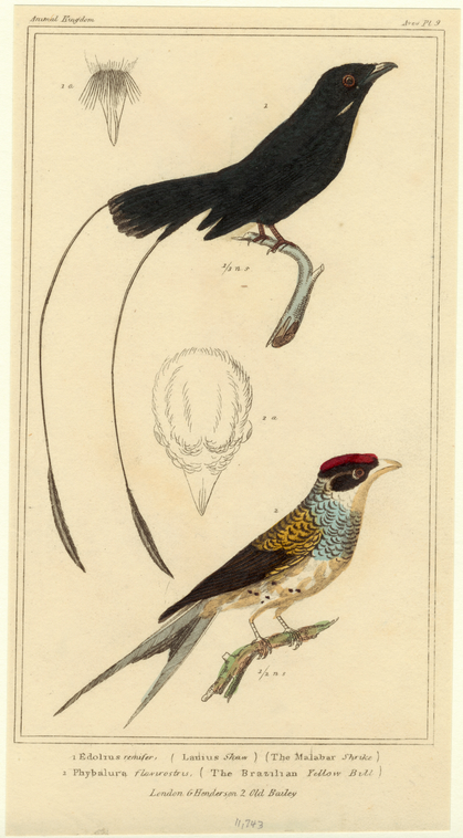 Image ID 820086

