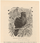 Image ID 820194