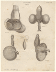 Image ID 820253