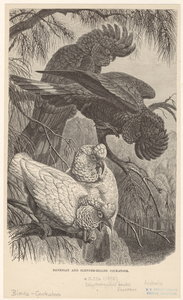 Image ID 820305
