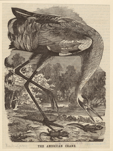 Image ID 820347
