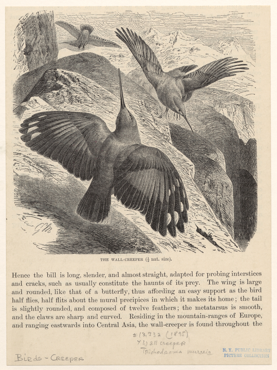 Image ID 820362
