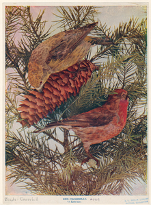 Image ID 820364