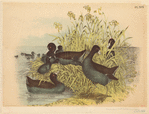 Image ID 820414