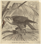 Image ID 820415
