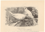 Image ID 820424