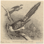 Image ID 820439