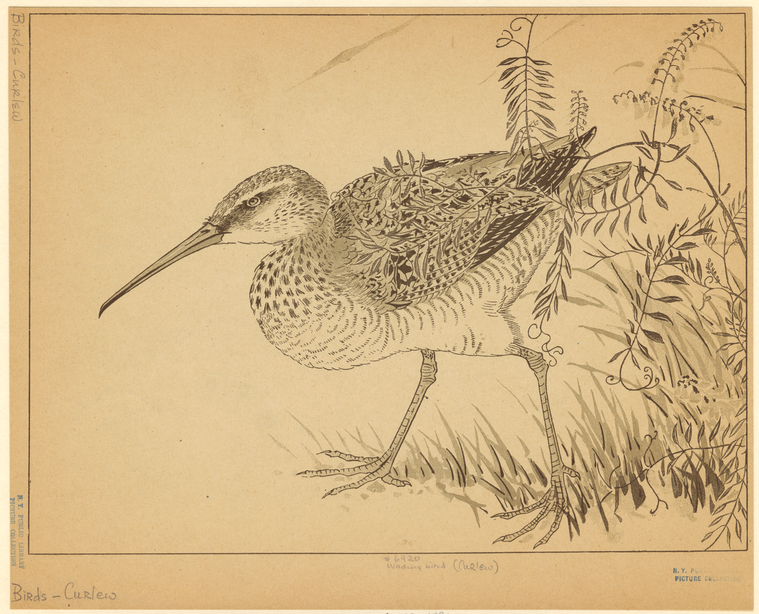 Image ID 820445
