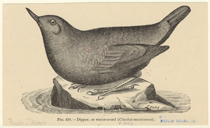 Image ID 820456