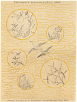 Image ID 820476