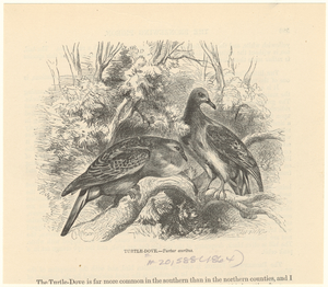 Image ID 820517