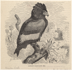 Image ID 820528
