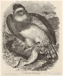 Image ID 820545