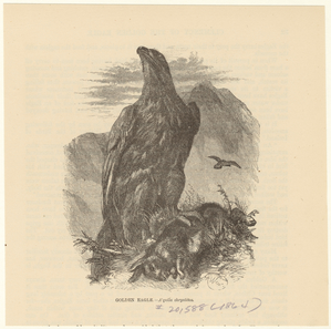 Image ID 820550
