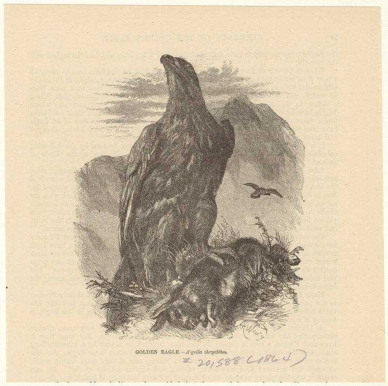 Image ID 820550

