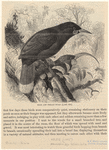 Image ID 820575