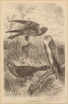 Image ID 820586