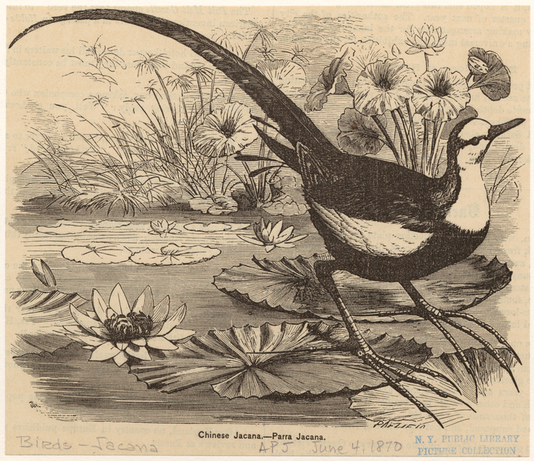 Image ID 820605
