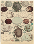 Image ID 820617
