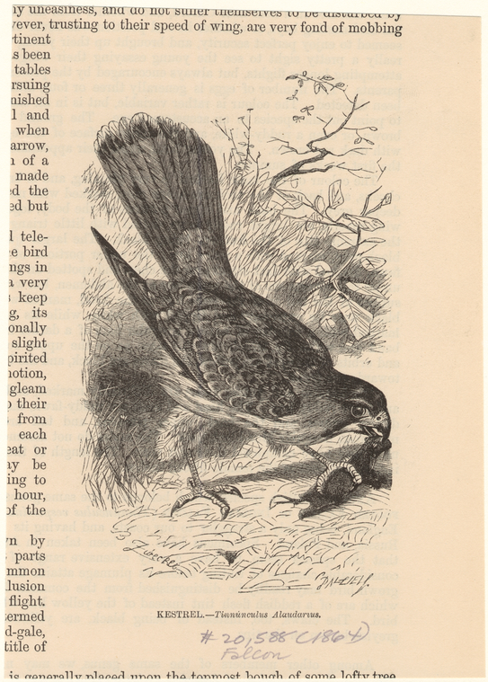 Image ID 820655
