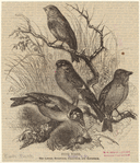Image ID 820665