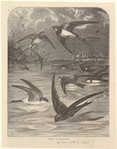 Image ID 820680