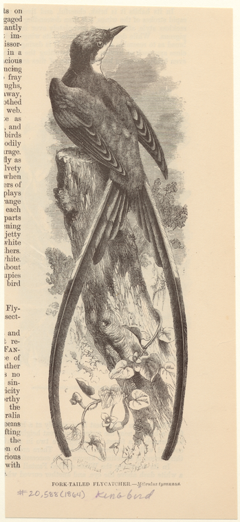 Image ID 820691
