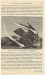 Image ID 820697