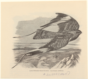 Image ID 820702
