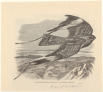 Image ID 820702