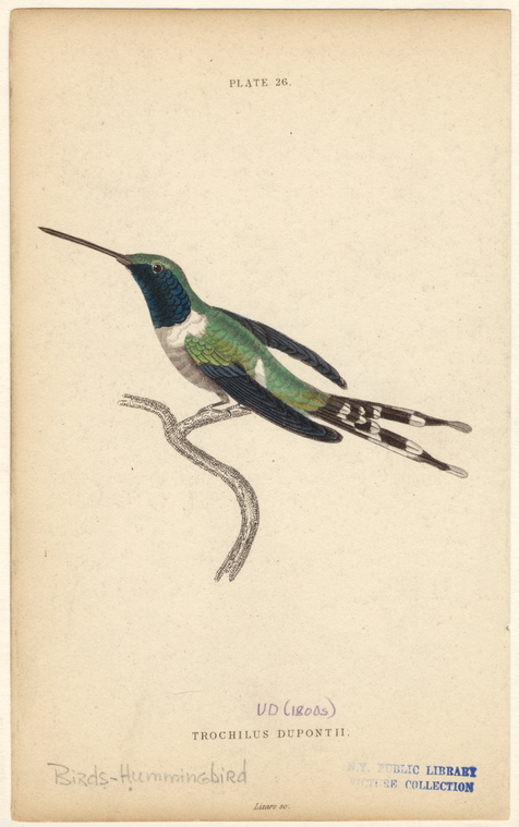 Image ID 820717
