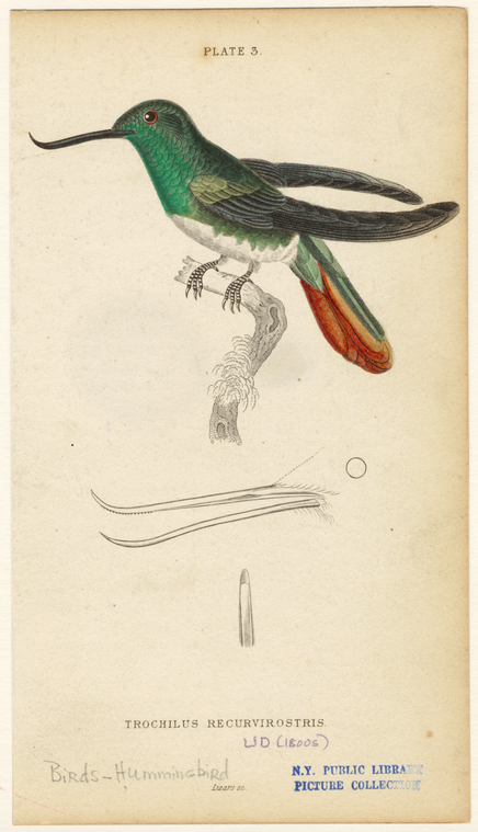 Image ID 820733
