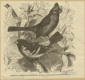 Image ID 820762