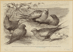 Image ID 820772