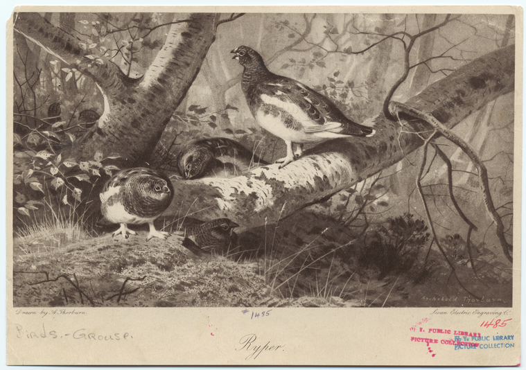 Image ID 820780

