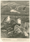 Image ID 820792