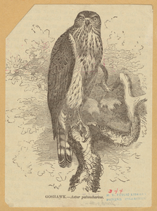 Image ID 820795