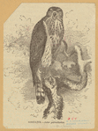 Image ID 820795