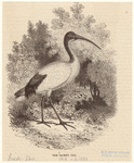 Image ID 820912