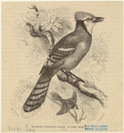 Image ID 820932