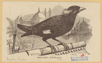 Image ID 820958