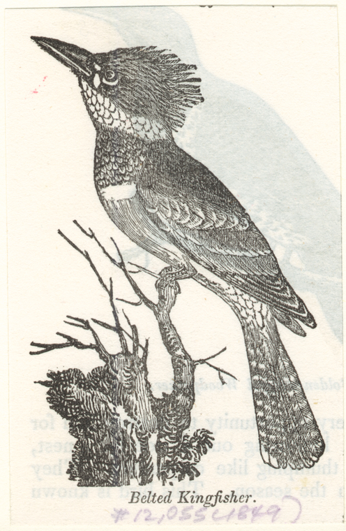 Image ID 820961
