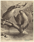 Image ID 820964