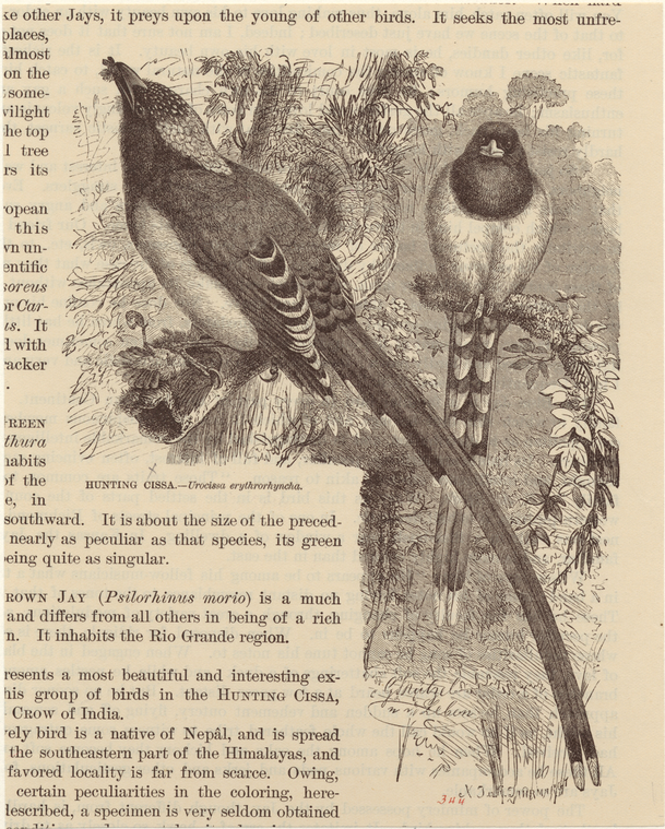 Image ID 820979
